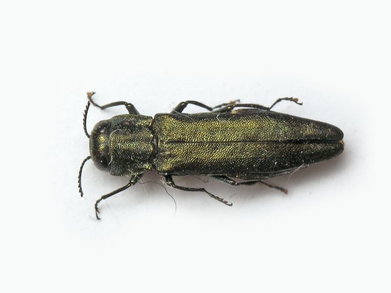 Agrilus sulcicollis Lacordaire in Boisduval & Lacordaire, 1835